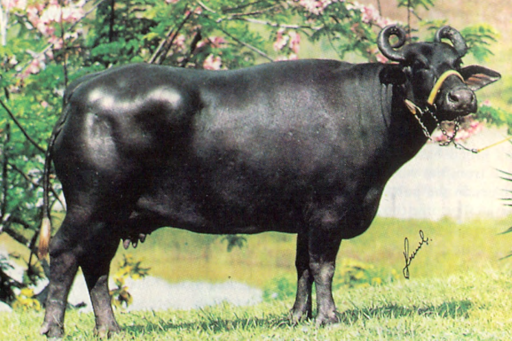 <p>Murrah</p><p>note: prominent hips</p>