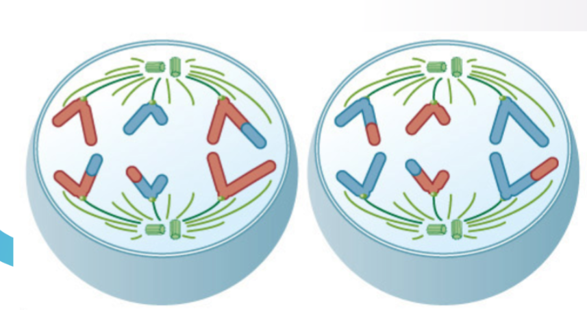<p>what stage of meiosis is this?</p>