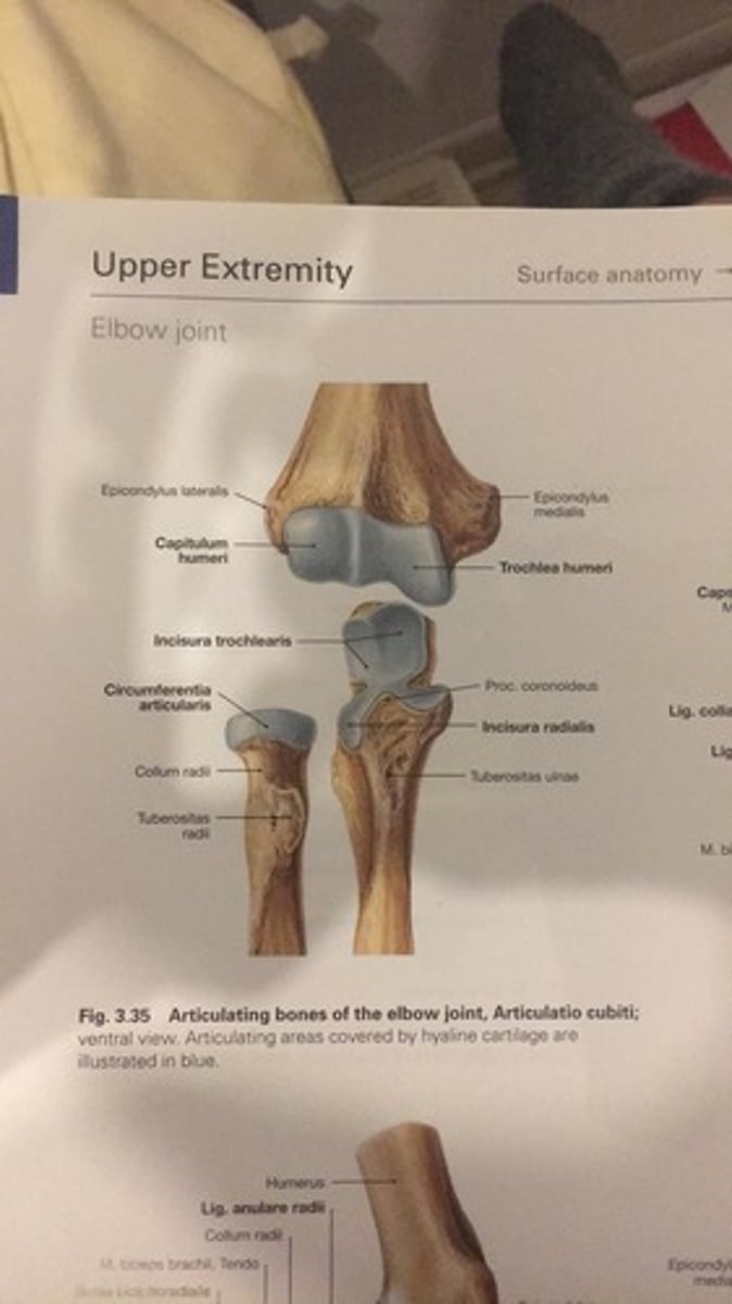 <p>Articulatio humeroradialis<br>Rutulinis<br>Pagrindiniai elementai:<br>* Sąnario galva - žastikaulio galvutė (capitulum humeri)<br>* Sąnario duobė - stipinkauio galvos duobė (fovea articularis capitis radii)</p>