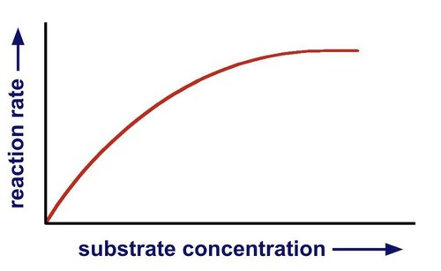 <p>More substrate leads to more frequent collisions.</p>