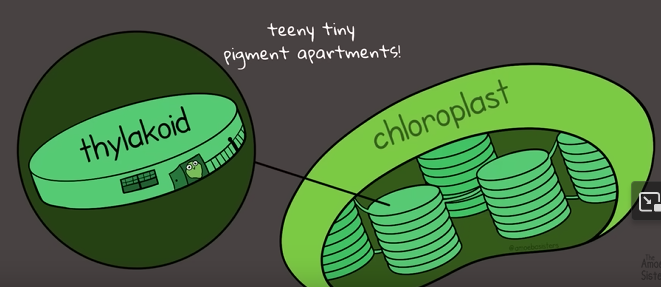 <ul><li><p>Take place in the thylakoid (inside chloroplast)</p></li><li><p>Capture light and use it as an energy source</p></li><li><p>Produce ATP and other molecules for dark reactions</p></li><li><p>Produce O2 as a byproduct</p></li></ul>