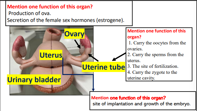 <p>production of ova </p><p>secretion of the female sex hormones (estrogene)</p>