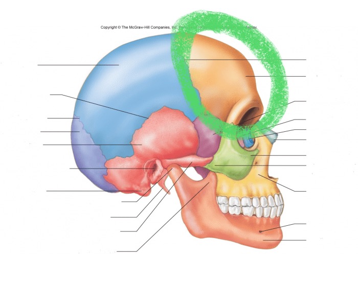 <p>What bone is this?</p>