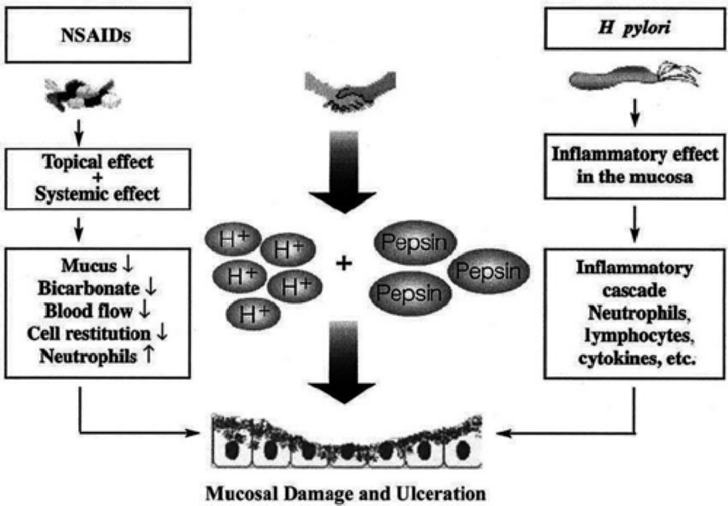 <p>They inhibit COX-1, decreasing protective prostaglandins, mucus, bicarbonate production, blood and leading to direct inflammation.</p>