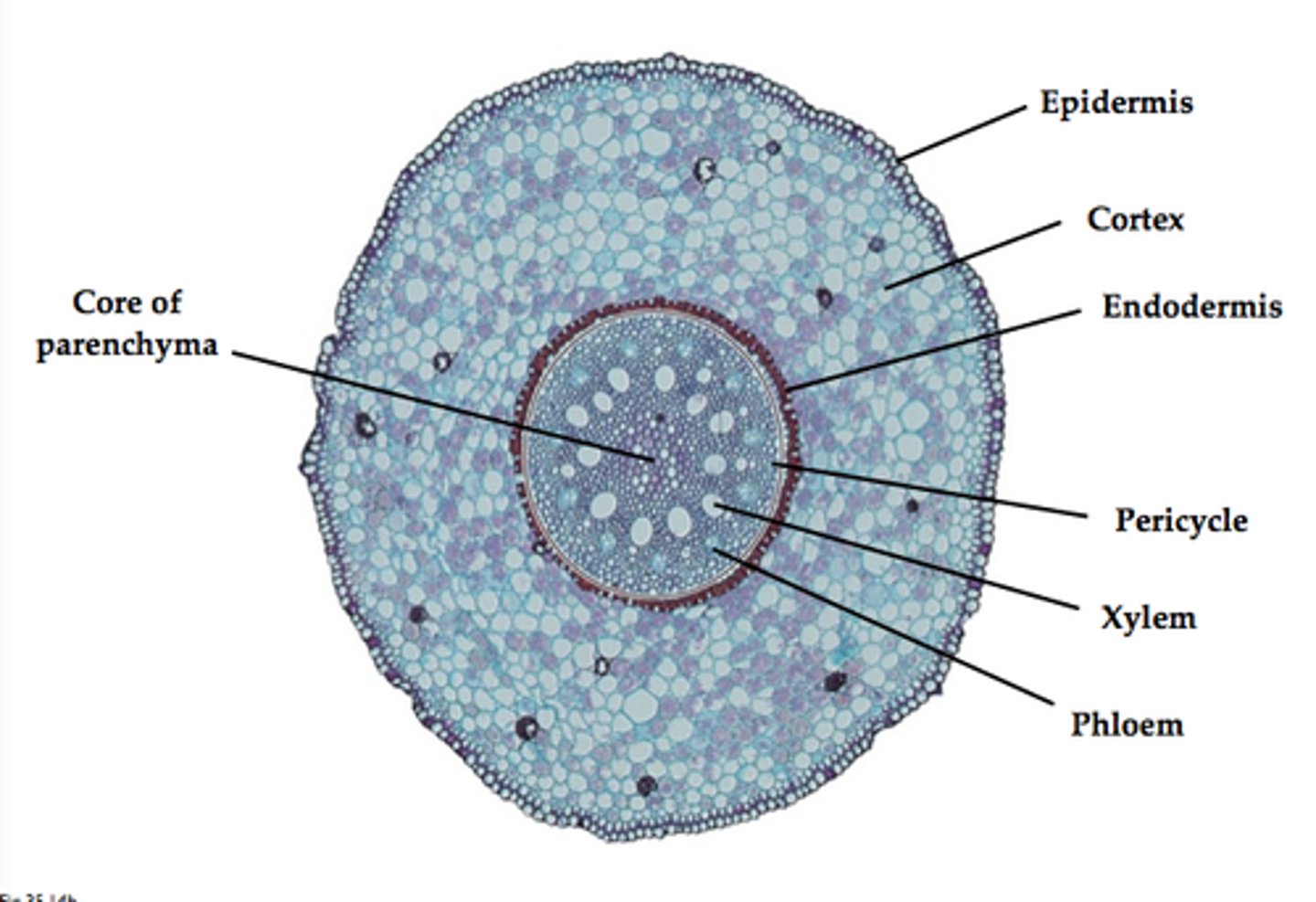 <p>parenchyma</p>