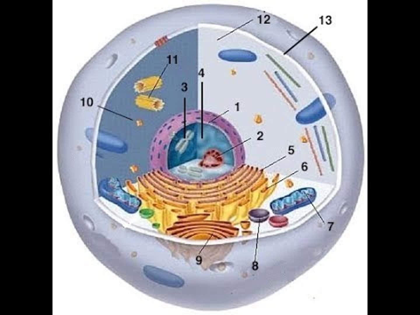 <p>Breekt afvalstoffen af en helpt bij afbraak ongewenste celcomponenten</p>