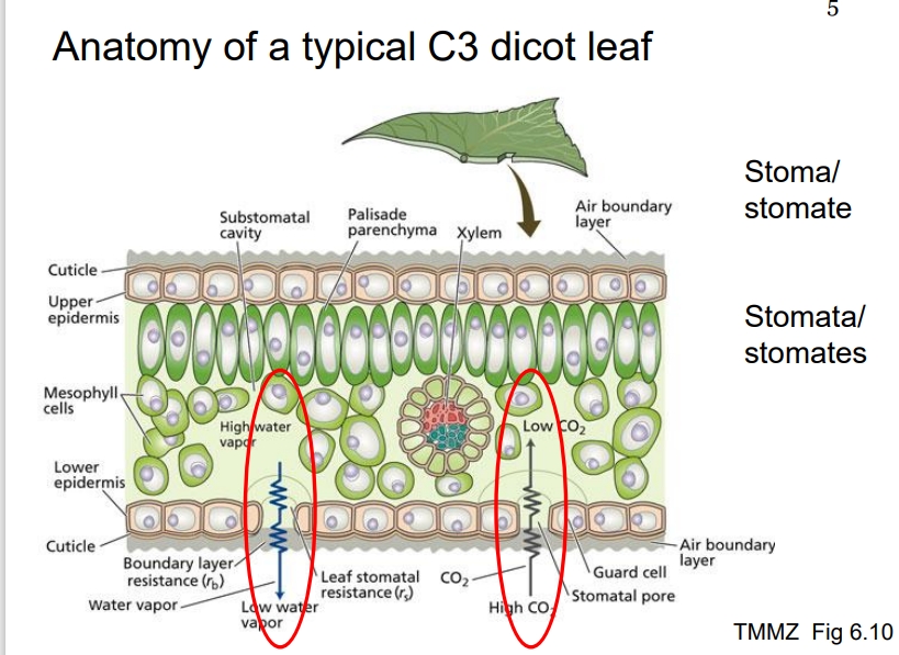 <ul><li><p><strong>C3 metabolism</strong> is the default metabolism in plants, where CO2 is initially fixed into a three-carbon compound.</p></li><li><p><strong>Stomata</strong> are pores, primarily on the lower leaf surface, for gas and water exchange between plants and the atmosphere.</p></li><li><p>Open is…</p><ul><li><p>good for CO2 uptake</p></li><li><p>“bad” for water loss</p></li><li><p>essential for transpiration</p></li></ul></li><li><p>The upper leaf surface (illuminated side) generally lacks pores due to direct sun exposure, which would lead to excessive water loss.</p><ul><li><p>Mainly does not contain photolytic cell types; thus, minimal photosynthesis occurs here.</p></li></ul></li><li><p><strong>Mesophyll cells</strong>:</p><ul><li><p>Two main types in C3 leaves:</p></li><li><p><strong>Palisade mesophyll cells</strong>: Densely packed and columnar, located just beneath the upper epidermis, optimized for light absorption and primary site of photosynthesis.</p></li><li><p><strong>Spongy mesophyll cells</strong>: More loosely arranged with ample air spaces, facilitating efficient gas diffusion throughout the leaf.</p></li></ul></li></ul><p></p>