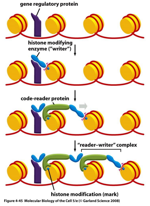<p>writers are bound by transcription regulator and can recruit a reader protein</p><p>sets off a chain reaction where readers attract writers, and writers create a signal to attract readers</p><p>this complex spreads the histone code along chromatin and can stabilize it</p><p>DNA methylase and DNA methyl-binding proteins work together to further stabilize this structure, creating an inheritable gene expression pattern</p>