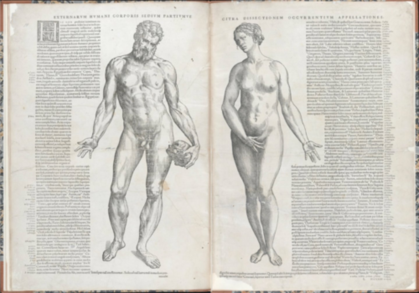 <p>a professor of surgery, he published this book, which was an examination of the organs and general structure of the body. It used Renaissance art techniques. He observed that blood vessels came from the heart, not liver, and corrected more of galen's errors.</p>