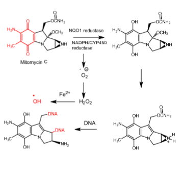 <p>- <span style="color: red"><strong>Anti-tumor antibiotic</strong></span></p><p>- <strong>Derived from </strong><span style="color: red"><strong><em>streptomyces caespitosus</em> </strong></span><strong>or<em> </em></strong><span style="color: red"><strong><em>streptomyces lavendulae</em></strong></span></p><p>- <strong>2-fold mechanism of cytotoxicity</strong>:</p><ul><li><p><span style="color: red"><strong>Hydroxy radical generation, which causes DNA cleavage</strong></span></p></li><li><p><span style="color: red"><strong>Direct alkylation of DNA</strong></span></p></li></ul><p>- <strong>Activated through a 2-electron bioreductive process using NADPH/CYP450 reductase and/or NADPH quinone oxidoreductase 1 (NQO1 reductase), an enzyme extensively expressed in many neoplastic cells</strong></p><p>- <span style="color: red"><strong>Hydroxyl radicals break single-stranded DNA</strong></span></p><p>- <span style="color: red"><strong>DNA alkylation occurs at 2 sites</strong> </span><strong>—&gt;</strong> <span style="color: red"><strong>crosslinks DNA</strong></span></p><p>- <strong>Used to treat</strong> <span style="color: red"><strong>disseminated adenocarcinoma of the stomach</strong> </span><strong>or</strong><span style="color: red"> <strong>pancreas</strong></span><strong> in combination with other drugs</strong></p><p>- <strong>Rapidly cleared</strong></p><p>- <strong>Can cause </strong><span style="color: red"><strong>bone marrow toxicity</strong></span><strong> and </strong><span style="color: red"><strong>cumulative myelosuppression</strong></span></p>