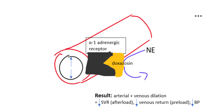 <ul><li><p>Block alpha-1 receptors</p></li><li><p>Prevent vasoconstriction</p></li><li><p>Cause arterial &amp; venous dilation</p></li><li><p>↓ SVR (afterload)</p></li><li><p>↓ venous return (preload)</p></li><li><p>↓ BP</p></li></ul><p></p>
