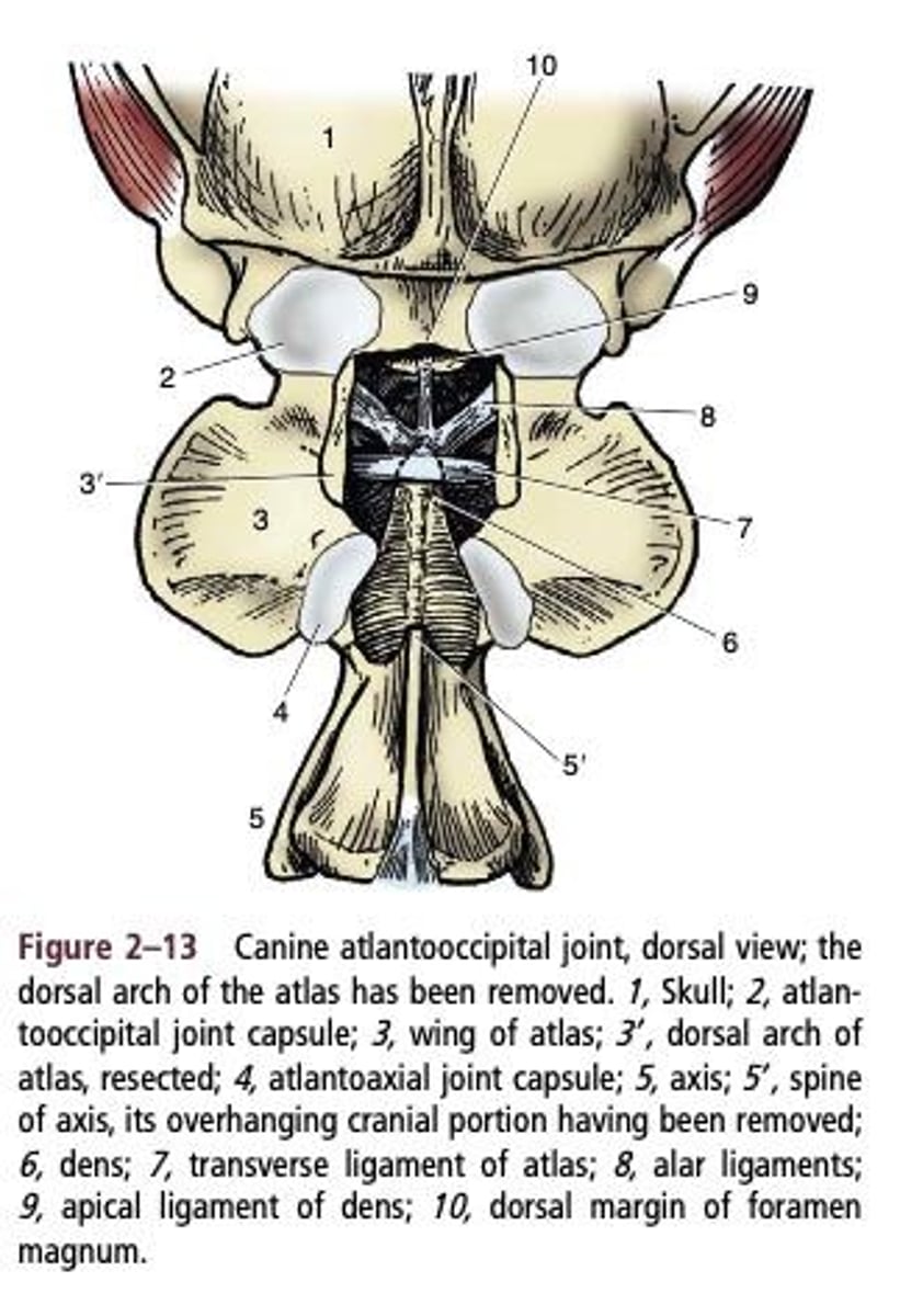 <p>Joint between atlas and occipital bone.</p>