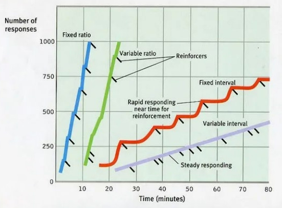 <p>Variabel interval</p>