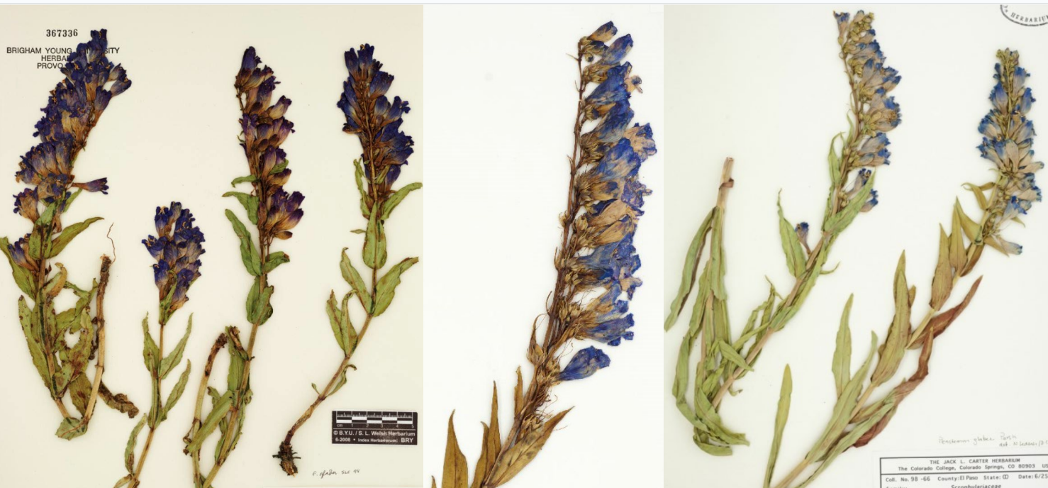 <p>Opposite leave, sometimes clasping @ base</p><p>Blue tube flowers</p>