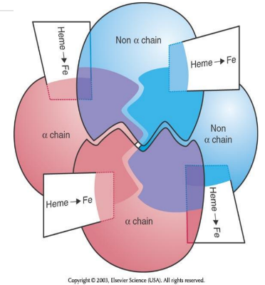 <p>4 global, 4 heme+ 4 irons forms →</p>
