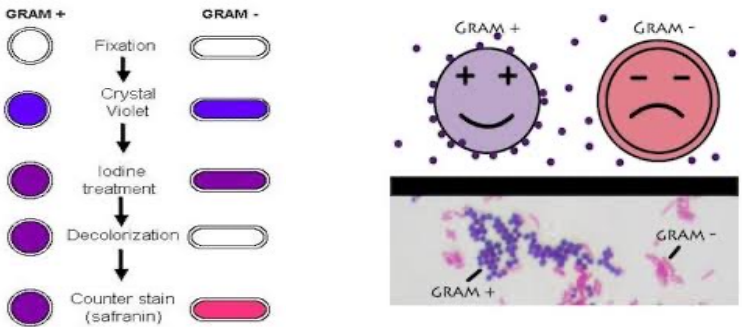 <p><span><strong>Gram stain test </strong></span>that allows to divide the bacteria in Gram+ and Gram-. Gram staining differentiates bacteria by the chemical and physical properties of their cell walls. The bacteria are first stained with crystal-violet dye and then with an iodinated solution (Lugol's liquid); then washed with ethyl alcohol or acetone and counterstain with (safranin or fuchsine). The bacteria that lose the first stains are called Gram-, those who retain Gram+.</p>