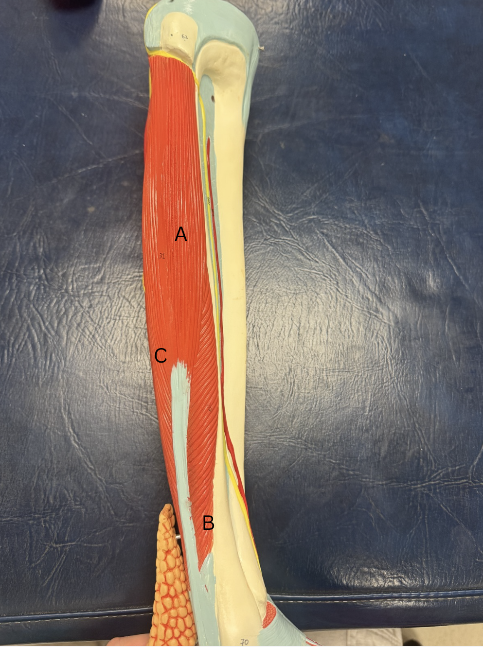 <p>Label this muscle from A-C</p>