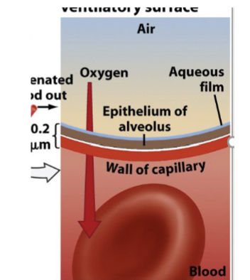 <ul><li><p>IT WOULD DECREASE MEANING THE OXYGEN LEVEL IN THE BLOOD WILL DROP, AS INCREASED DISTANCE HINDERS THE EFFICIENT DIFFUSION OF OXYGEN FROM THE ALVEOLI TO THE BLOODSTREAM</p></li><li><p>CAUSE CO2 IS 2X MORE SOLUBLE</p></li></ul><p></p>