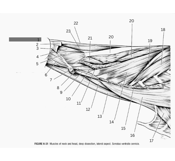 <p>14</p>