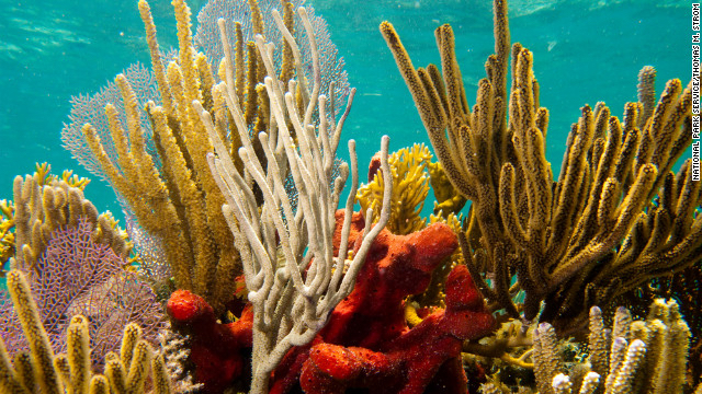 <p>Coral Reefs</p>