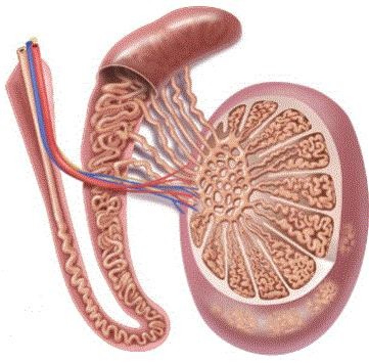 <p>A smooth muscle sphincter at the base of the urinary bladder closes reflexively.</p>