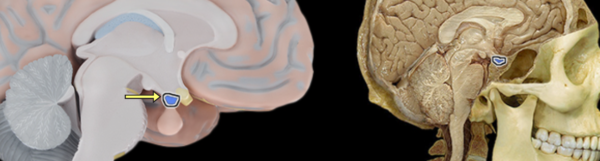 <p>Infundibulum of pituitary gland</p>