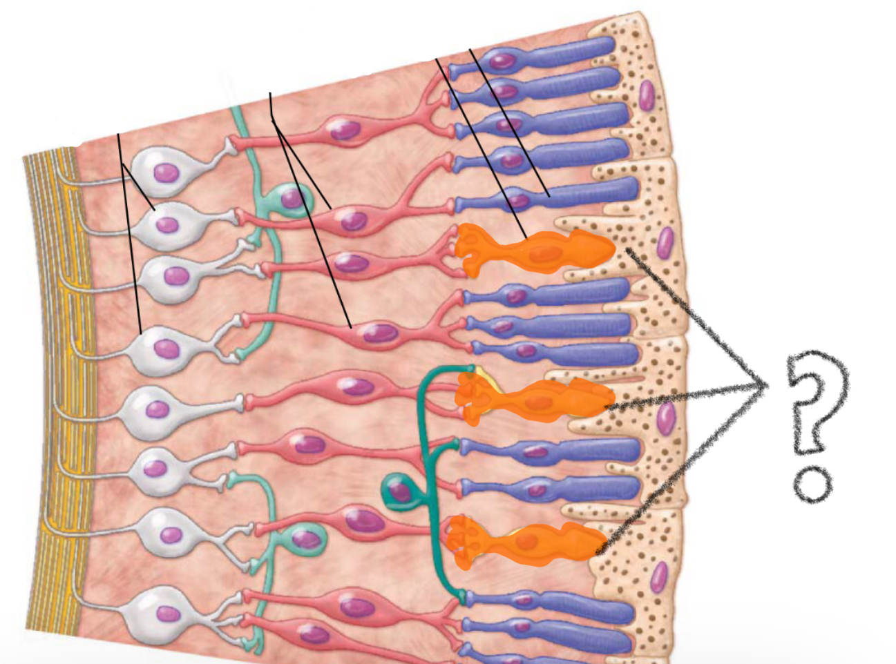 <p>photoreceptors for brighter colors/ color vision </p>