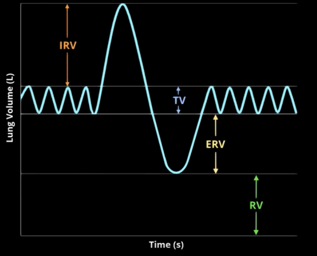 <ul><li><p>tidal volume- air that is inhaled or exhaled during quiet breathing </p></li><li><p>Inspiratory reserved volume- volume of air that can be forcibly inhaled beyond tidal volume</p></li><li><p>Expiratory reserved volume-volume of air that can be forcibly exhaled beyond tidal volume </p></li><li><p>Residual volume- volume of air that remains in lung after forced expiration</p></li></ul>