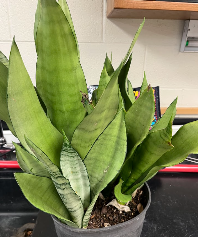 <ul><li><p>tons of cultivars </p></li><li><p>very stiff and hard</p><ul><li><p>will break easily</p></li></ul></li><li><p>very cold sensitive</p></li><li><p>spreads through rhizotomous growth</p></li></ul><p></p>