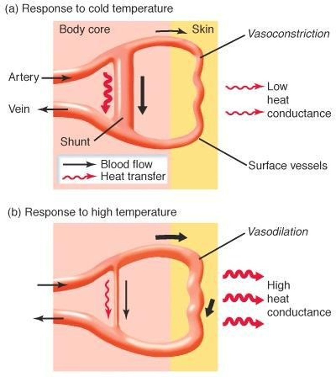 <p>Selective vasoconstriction or vasodilation of blood vessels to the periphery to alter heat loss.</p>