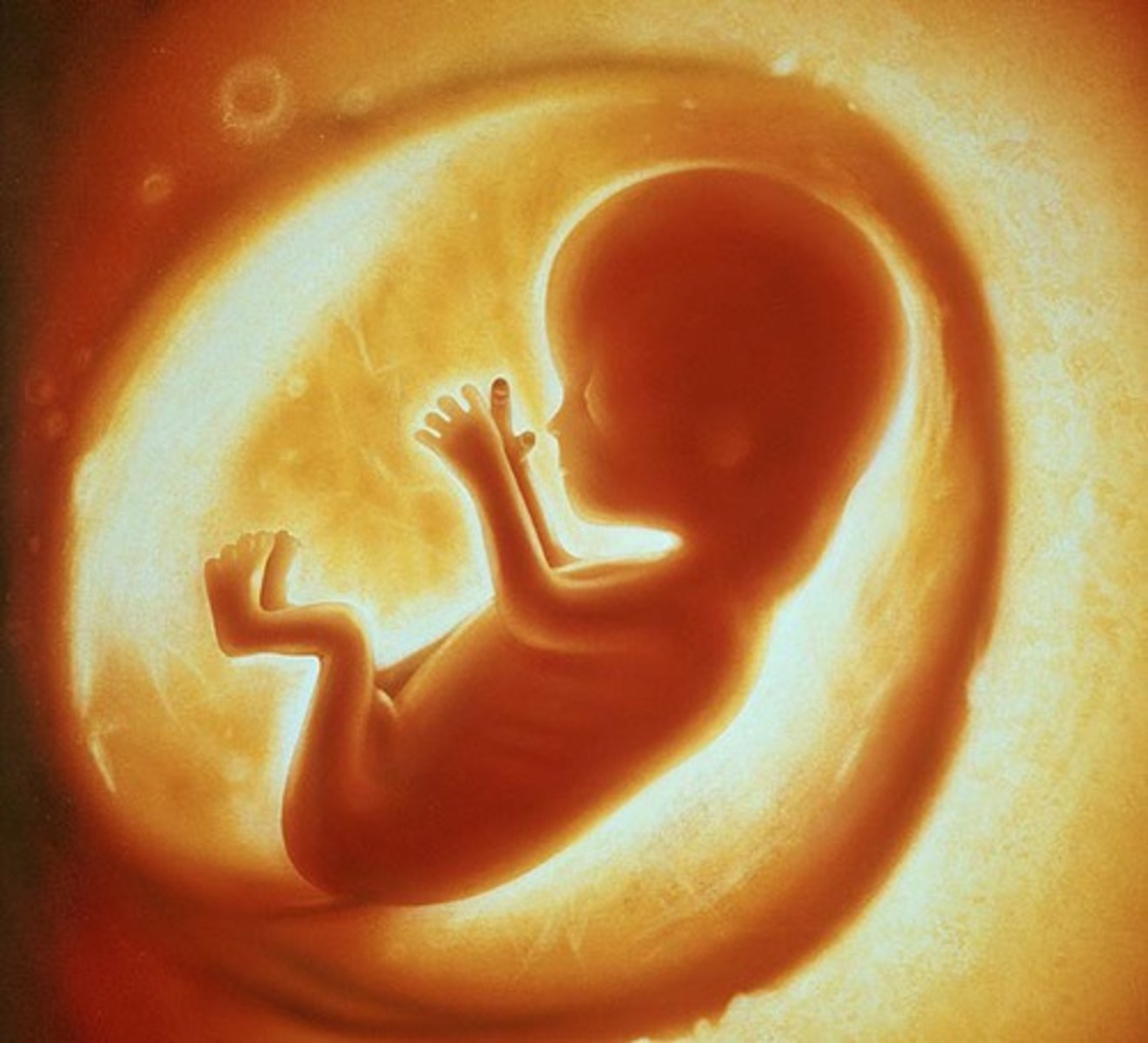 <p>Unborn baby<br>Usually around 8 weeks from conception</p>