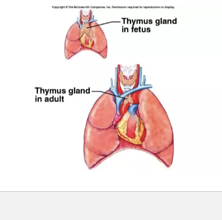 <p>Thymus in adult vs. children</p>