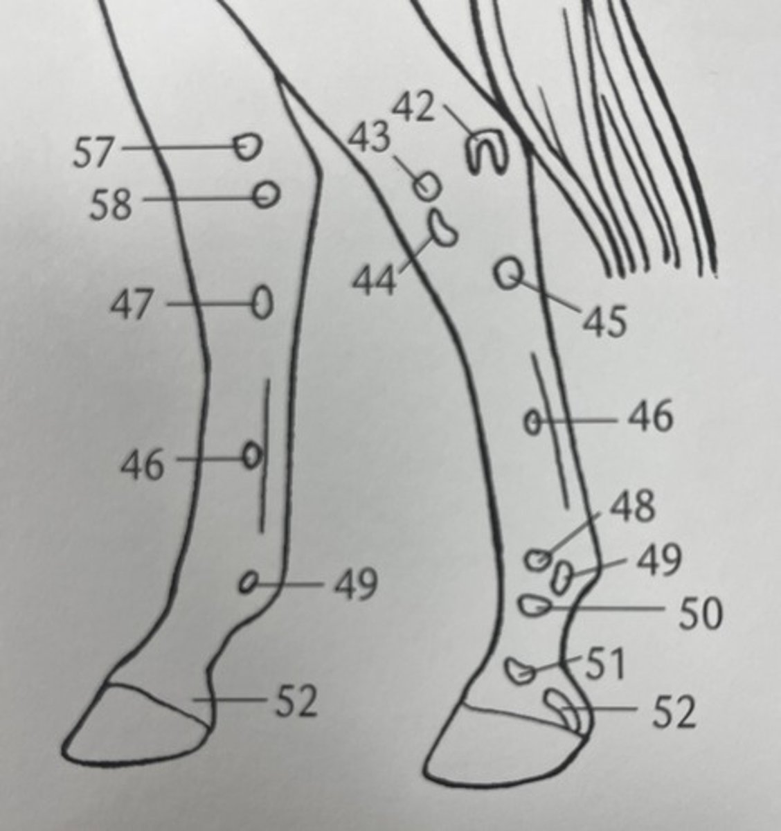 <p>which palpable bone structure is 45 ?</p>