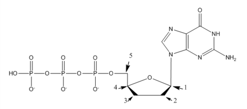 <p>Which carbon(s) are deoxygenated for use with Sanger sequencing?</p><ul><li><p>1</p></li><li><p>2</p></li><li><p>3</p></li><li><p>1 and 2</p></li><li><p>2 and 3</p></li></ul><p></p>