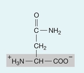 <p>hydrophillic</p>