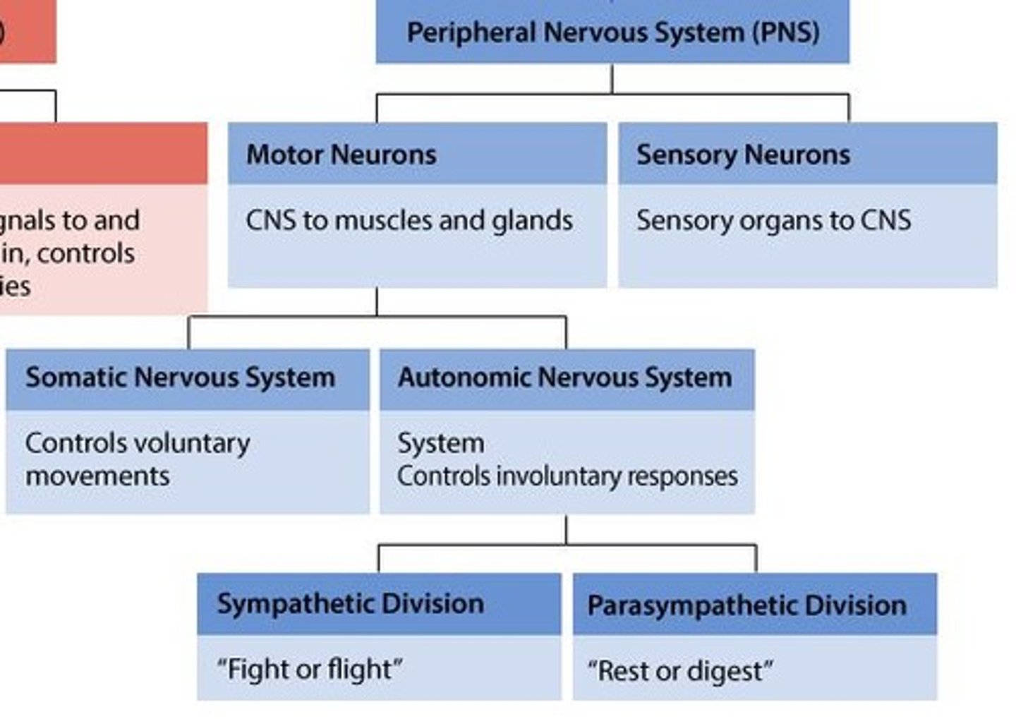 <p>Afferent nervous system.</p>