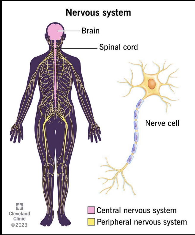 <ul><li><p>Central Nervous System (CNS) </p><ul><li><p>Brain and spinal cord </p></li></ul></li><li><p>Peripheral Nervous System (PNS) </p><ul><li><p>ALL the nerves that exit the brain and spinal cord, carrying sensory and motor messages to and from the other parts of the body </p></li></ul></li></ul><p></p>