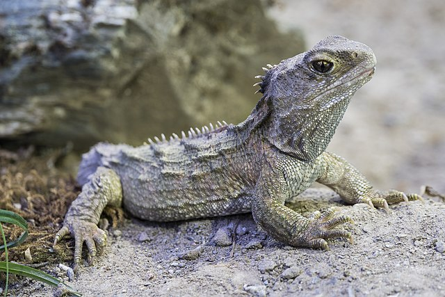 <p>Their body temperature fluctuates according to their <span style="color: #21862f">environment.</span></p><p>Example:</p><p><strong>A reptile can warm up to a good working temperature by basking in the sun and shade.</strong></p>