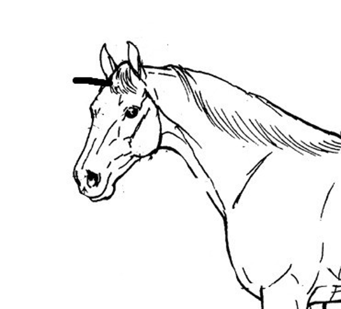 <p>Forelock</p>