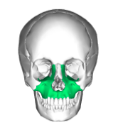 <ul><li><p>Upper jawbone</p></li><li><p>Articulate with every bone of the face except the mandible</p></li></ul><p></p>