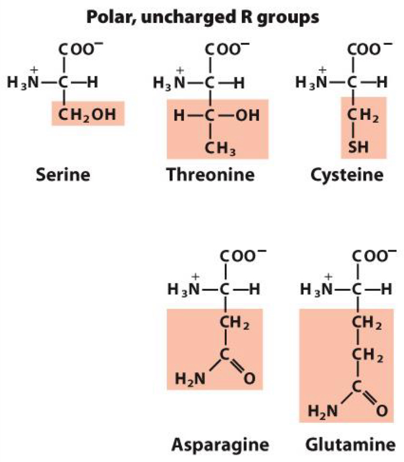 <p>polar groups makes them hydrophilic</p><p>form hydrogen bonds</p><p>Serine, Threonine, Cysteine, Asparagine, Glutamine</p><p>Cysteine: contains sulfur and form disulfide bonds</p>