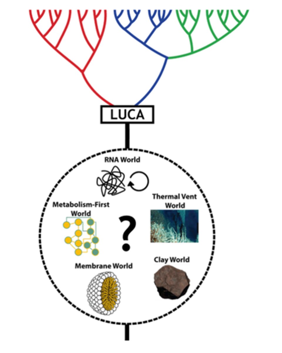 <p>· Catalysts</p><p>· Building blocks</p><p>· Environmental energy</p><p>· Polymers</p><p>· Heredity (i.e., replicators)</p><p>· Natural selection</p><p>· Organic precursors</p>