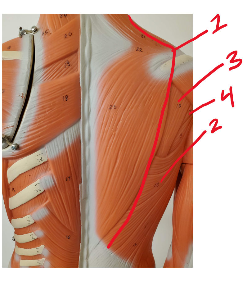 Posterior muscles of neck, shoulder, thorax #3