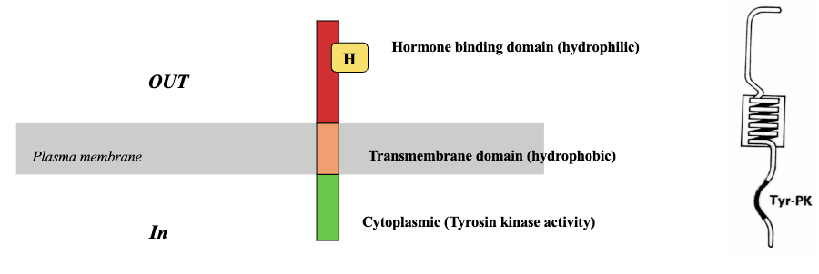 <ul><li><p>A single protein chain that has different domains</p></li><li><p>Extracellular domain which contains the hormone binding domain that binds to the receptor</p></li><li><p>Transmembrane domain which consists of hydrophobic amino acids and has leucine residues which form an α-helical structure</p></li><li><p>Cytoplasmic domain has the enzyme part with tyrosine kinase activity that phosphorylates residues in target molecule</p></li></ul><p></p>