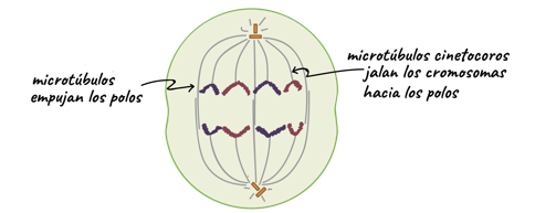 <p>¿Pertenece a mitosis o interfase? ¿Cual es su nombre?</p>