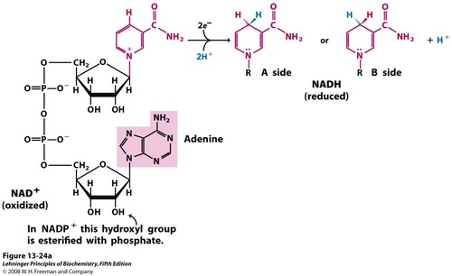 <p>Adenine + Ribose + 2 Phosphates + Ribose + Nicotinamide</p><p>Cosubstrate</p><p>Redox reactions involving 2 electron transfer; Glycolysis and TCA--Give e- to electron transport chain</p><p>Source is Vitamin B3 / Niacin</p>