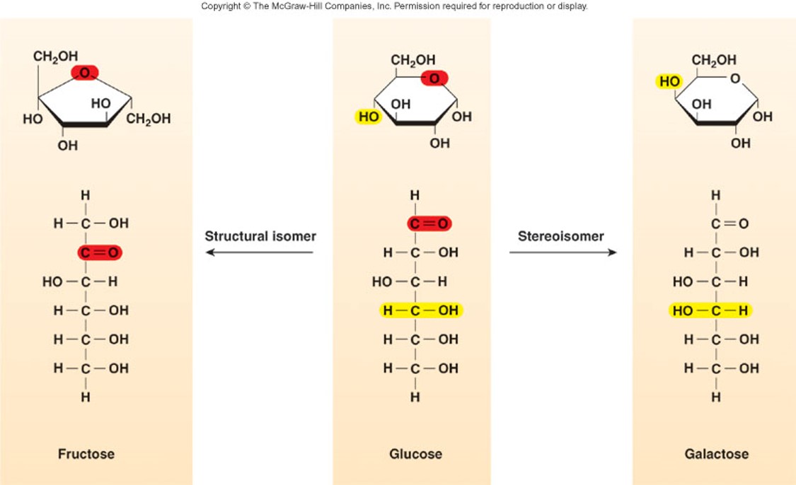 
1. Glucose
2. Fructose
3. Galactose