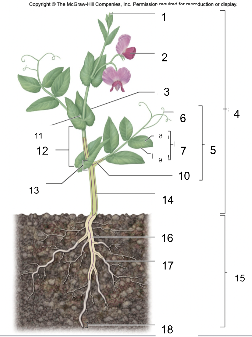 10; the stalk that joins a leaf to a stem; leafstalk