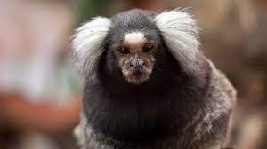 Marmosets and Tamarins