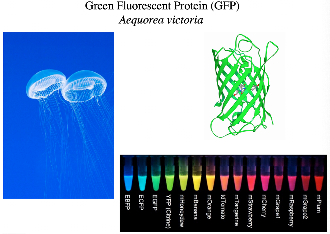 <ul><li><p>Can be recombined with genes of interest in model organisms</p></li><li><p>Expressed with the host gene of interest</p></li><li><p>Used to follow a gene of interest</p></li></ul><p></p>